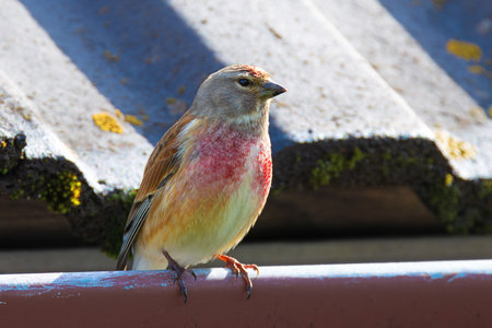 male common linnet close up (Linaria cannabina)の写真素材