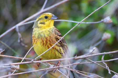 male yellowhammer in natural habitat, bird hiding in faded grass (Emberiza citrinella)の写真素材