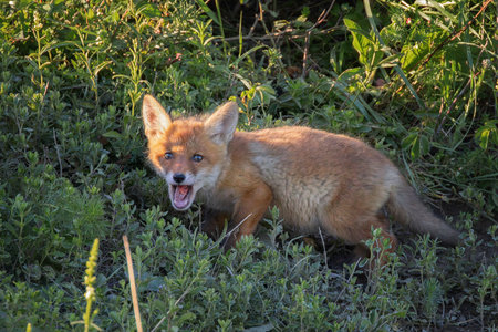 curious fox cub near the den (Vulpes vulpes)の写真素材