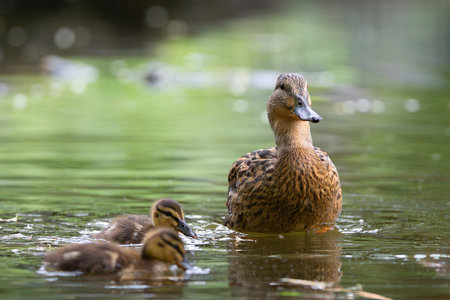 mother mallard duck with young ducklings swiming on pond (Anas platyrhynchos)の写真素材