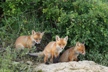 red fox cubs standing together near the den (Vulpes vulpes)の写真素材