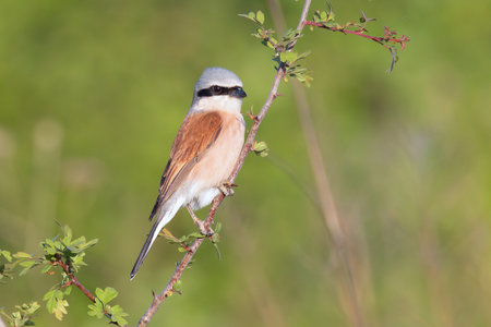 red backed shrike on a twig (Lanius collurio), image taken in natural habitatの写真素材