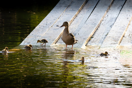 mallard family on a wooden deck (Anas platyrhynchos)の写真素材