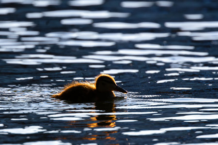 mallard duckling silhouette swimming on pond (Anas platyrhynchos)の写真素材
