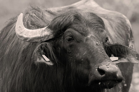 black and white portrait of a large ox, domestic buffalo (Bubalus bubalis)