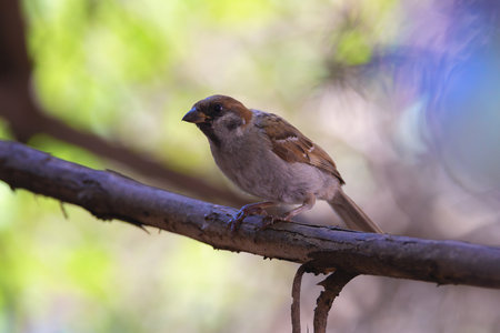 house sparrow in beautiful light in the garden, juvenile birdの写真素材