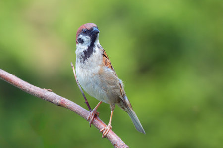 juvenile male tree sparrow in the garden over green out of focus background (Passer montanus)の写真素材