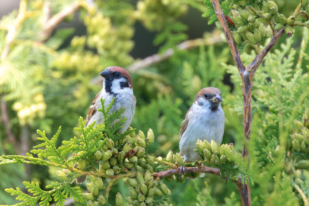 two males juvenile tree sparrows standing together on a thuja tree (Passer montanus)の写真素材