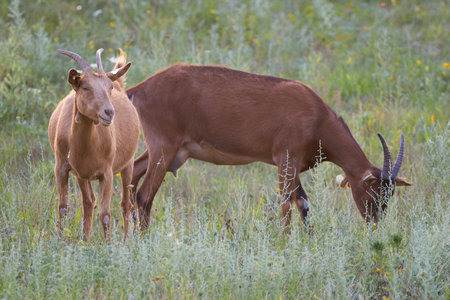 two cute brown domestic goats grazing at the farmの写真素材