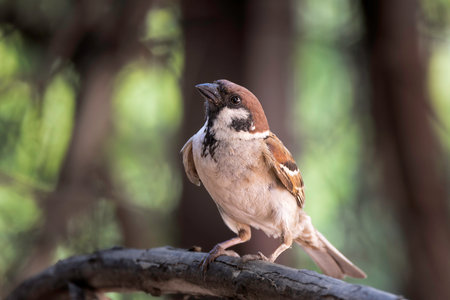 male tree sparrow into the garden (Passer montanus)の写真素材