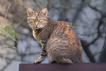 a beautiful tabby cat sitting on a wooden fence, with striking eyes and soft furの写真素材
