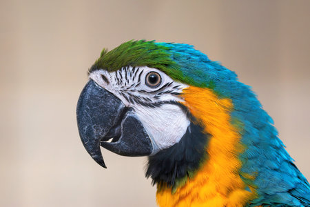vibrant Ara macaw portrait, showcasing brilliant green, blue, and yellow feathers with striking intense gaze (Ara ararauna)の写真素材