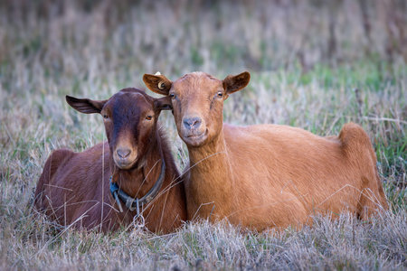two cute brown goats standing together on meadow near the farmの写真素材