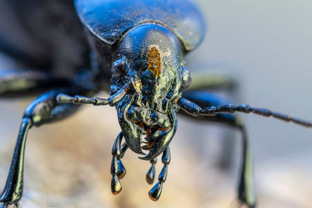 close-up of Carabus coriaceus beetle head, highlighting textured exoskeleton and intricate mandible detailsの写真素材