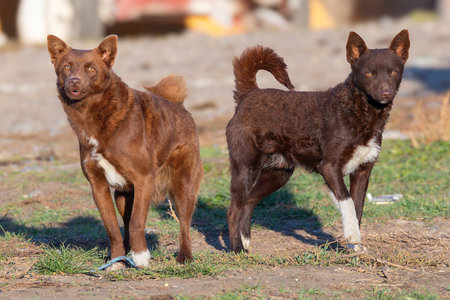 two brown romanian herding dogs near the farmの写真素材
