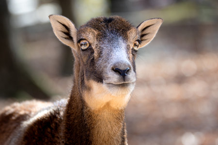 female mouflon gazing directly at the camera, highlighting soft fur and gentle, curious expressionの写真素材