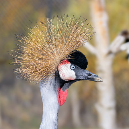 portrait of a grey crowned crane (Balearica regulorum)の写真素材