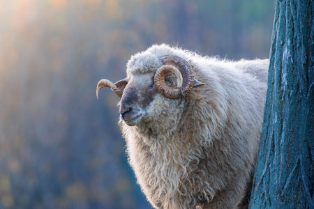 white ram bathed in soft, golden light, highlighting its majestic horns and textured woolの写真素材