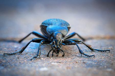 Carabus coriaceus beetle closeup, macro shot using focus stacking techniqueの写真素材