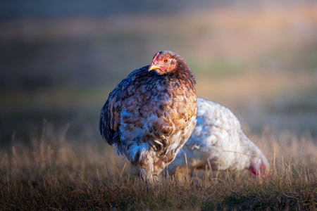 a chicken roaming freely on a meadow at an organic farm under the sunlightの写真素材