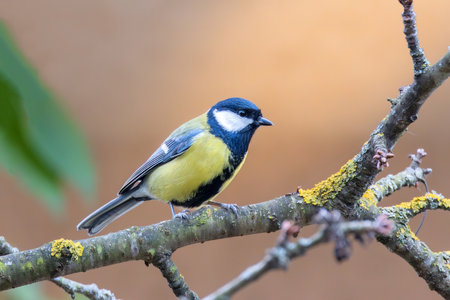 great tit in urban garden in winter (Parus major)の写真素材