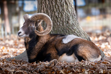 large mouflon ram resting into the forest (Ovis gmelini)の写真素材