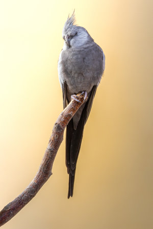 a domestic gray cockatiel perched on a branch (Nymphicus hollandicus)の写真素材