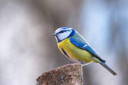 Closeup of a colorful blue tit on top of a stump (Cyanistes caeruleus). This small, colorful passerine bird is a member of the family Paridae. Its striking plumage make it a favorite to birdwatchers.の写真素材