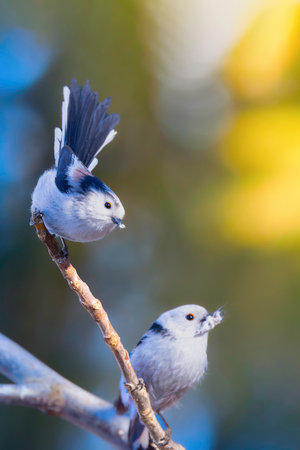 long tailed tits on a twig (Aegithalos caudatus), birds over colorful out of focus backgroundの写真素材