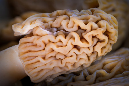 detail of Verpa bohemica textured image, the early morel or wrinkled thimble-cap