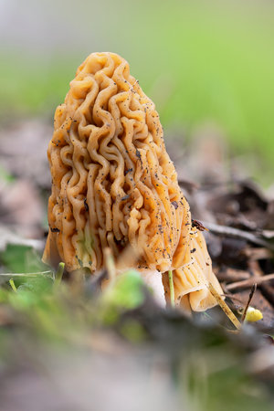 early morel growing in natural habitat in spring, one of the first mushrooms of the year (Verpa bohemica)の写真素材