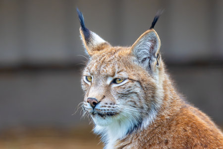 portrait of a large eurasian lynx (Lynx lynx), the biggest wld cat of Europeの写真素材
