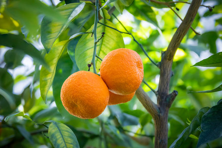 ripe oranges up in the tree, ready to be gahtered into the orchardの写真素材