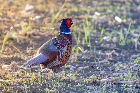 common pheasant male into the field (Phasianus colchicus)の写真素材