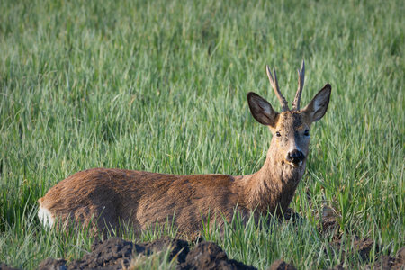 roe deer buck sitting in agricultural field (Capreolus capreolus); these animals can eat crops from the fieldsの写真素材
