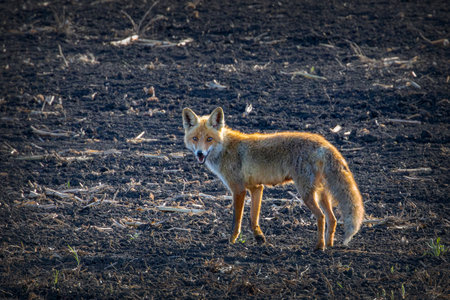 curious wild red fox looking at the camera (Vulpes vulpes)の写真素材