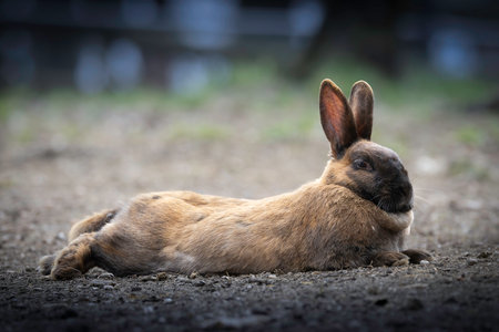 domestic small cute rabbit (Oryctolagus cuniculus domesticus)の写真素材