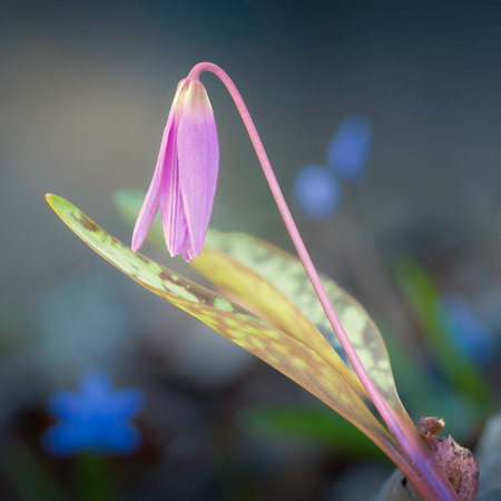 dogtooth violet growing in natural habitat (Erythronium dens-canis)の写真素材