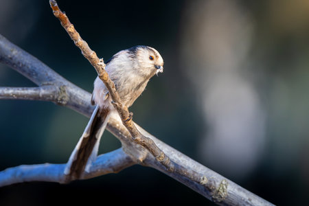 long tailed tit in beautiful light, bird in natural habitat (Aegithalos caudatus)の写真素材