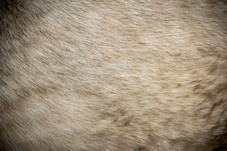texture of beige horse, real detailed pattern ready for your designの写真素材