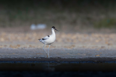 pied avocet in natural habitat (Recurvirostra avosetta), bird searching for food in shallow waterの写真素材
