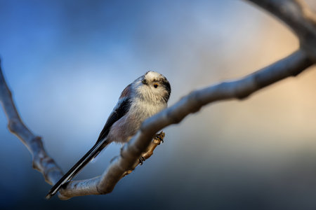 long tailed tit in beautiful light, bird perched on a branch (Aegithalos caudatus)の写真素材