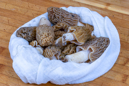 Verpa bohemica freshly picked from the forest, a very tasty spring mushroom (wrinkled thimble-cap or early morel) on wooden board, in a white cotton bagの写真素材