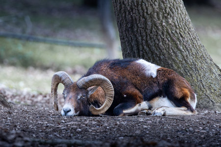 lazy large mouflon ram laying on the forest floor (Ovis gmelini)の写真素材