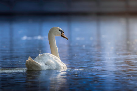 mute swan gliding on water at beautiful twilight (Cygnus olor)の写真素材