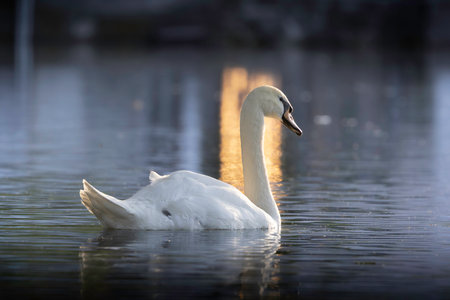 mute swan swimming at sunset (Cygnus olor)の写真素材