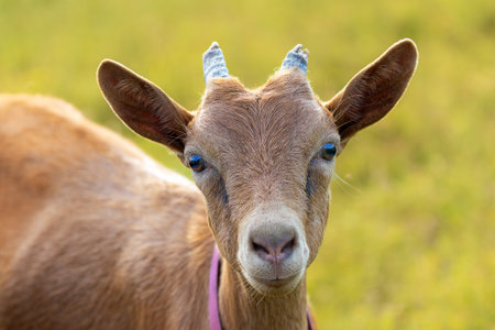 adorable brown goat portrait in natural sunlight, capturing detail, expression, texture, and authentic rural charmの写真素材