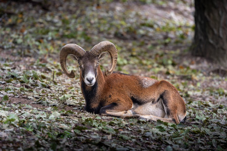 large male mouflon (Ovis orientalis musimon) resting in forest, wildlife habitat, strength, wilderness beautyの写真素材