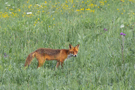 red fox curious about the camera (Vulpes vulpes), animal in natural habitat, green meadow