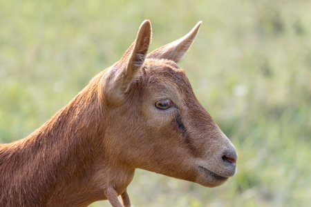 adorable young brown goat portrait with small horns, standing outdoors against soft green blurred backgroundの写真素材